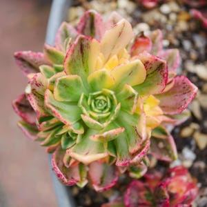 May include: A vibrant succulent plant with a rosette shape, featuring green, yellow, and pink leaves. The leaves have red edges and are arranged in a spiral. The plant is in a grey pot. The image is a close-up of the plant.