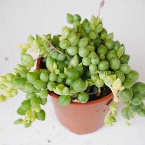 May include: A variegated string of pearls succulent plant with round, bead-like leaves in shades of light green, dark green, and creamy yellow. The plant is potted in a simple, round, terracotta-coloured plastic container with a smooth finish.