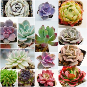 May include: A collection of 12 succulent plants in various colours and shapes, including green, red, purple, and white. The succulents are potted in small white pots and arranged in a grid pattern.