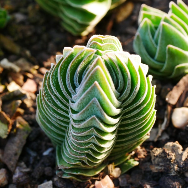Crassula Buddha's Temple 3cm Plant - Towering Succulent Crassula