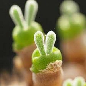 Op de afbeelding: Close-up van drie kleine groene vetplanten met wazige witte bladeren in de vorm van konijnenoren.