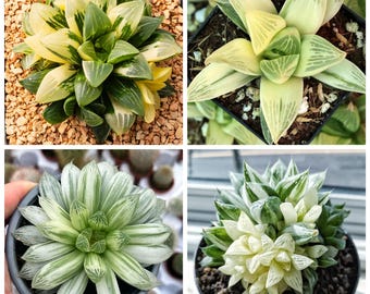 10 semillas mixtas de Haworthia abigarrada, semillas de plantas de interior raras, regalo de plantas raras, semillas de suculentas coreanas, semillas de suculentas raras