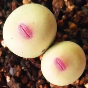 May include: Two small, round, light green succulent plants with pink stripes. The plants are sitting on a bed of brown gravel.