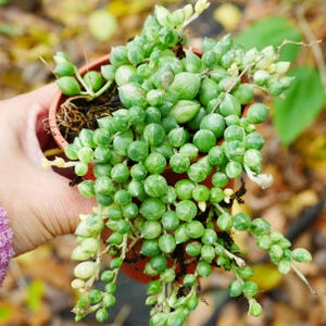 May include: A String of Pearls succulent plant in a small, brown pot. The plant has bright green, spherical leaves, some with variegated patterns. The background is blurred, with autumnal colours. The pot is held in a hand.