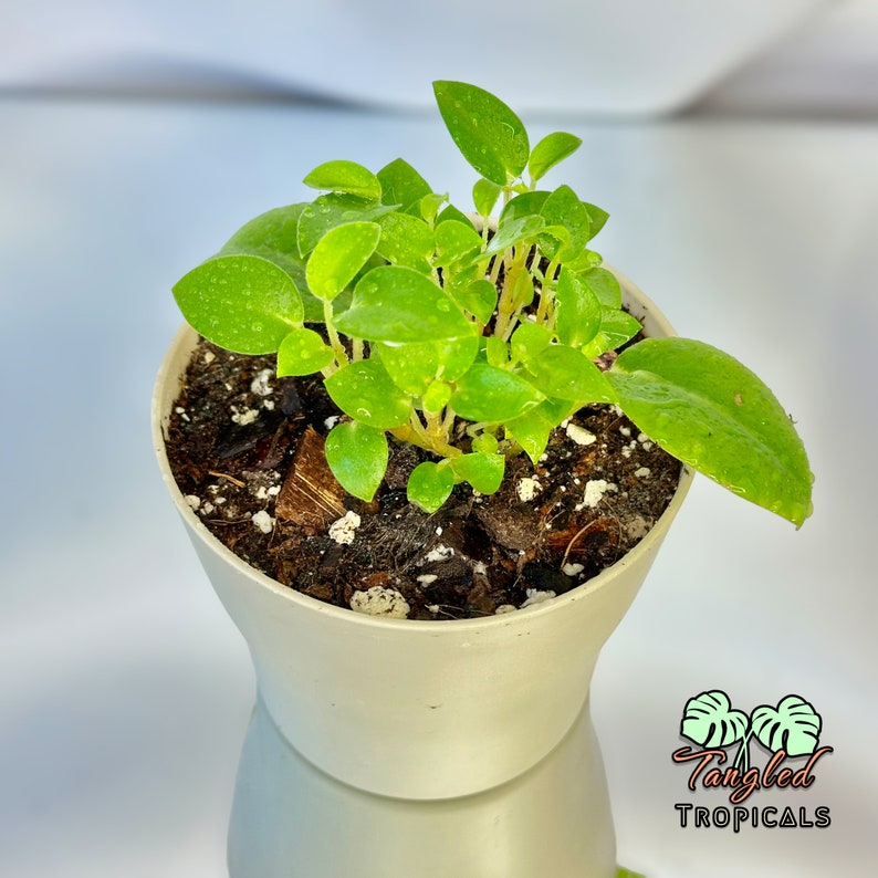 Lipstick Plant 4 Pot Etsy