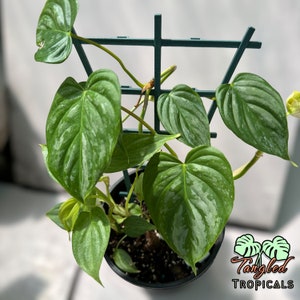 Philodendron Majestic Cutting