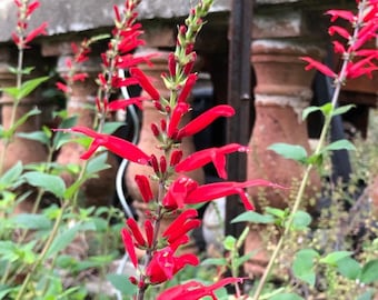 Pineapple Sage, seeds, Sage, Salvia Elegans, Edible flower, Seasoning.