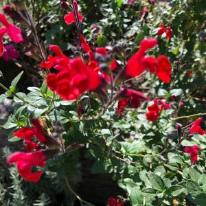 Op de afbeelding: Een close-up van een struik met felrode bloemen. De bloemen bloeien en hebben een delicate, gekrulde uitstraling. De struik is groen en bladrijk.