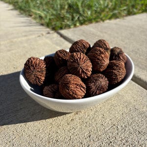 May include: A white bowl filled with brown walnut shells. The bowl is sitting on a gray concrete surface.