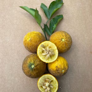 Bitter Lemon Fruits