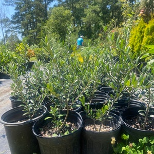 Arbequina Olive Tree