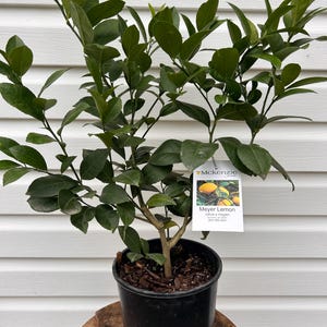 Meyer Lemon