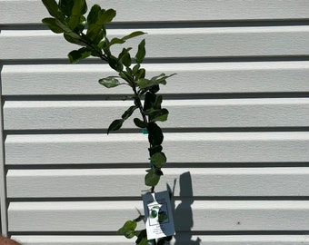 Kaffir Lime
