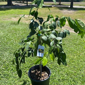 May include: A potted Meyer lemon tree with green leaves and a label. The tree is in a black plastic pot. The background is a grassy area on a sunny day. The label reads "Meyer Lemon".