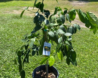 3 Gal. Meyer Lemon