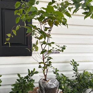 Red Hybrid Jaboticaba