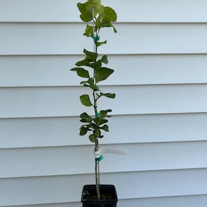 May include: A small green citrus tree in a black pot with a white label. The tree is tied to a stake with green ties.