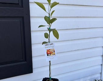 May include: A small citrus tree in a black pot with a tag that reads "Carnavarca McKenzie Citrus Fruit Tree".