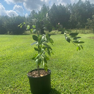 3 Gal. Brown Satsuma Mandarin Orange