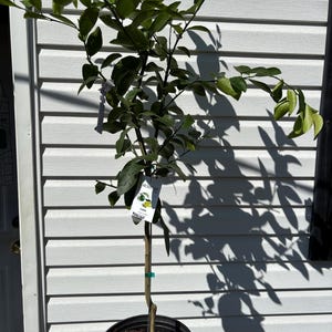 3 gallon Perzische limoen