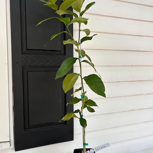 One Gallon Eureka Lemon Tree