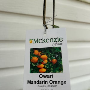 May include: A tag from McKenzie Farms displays a photo of ripe Owari Mandarin Oranges. The tag is attached to a young plant with a green tag at the top. The tag also includes the farm's name and contact information.