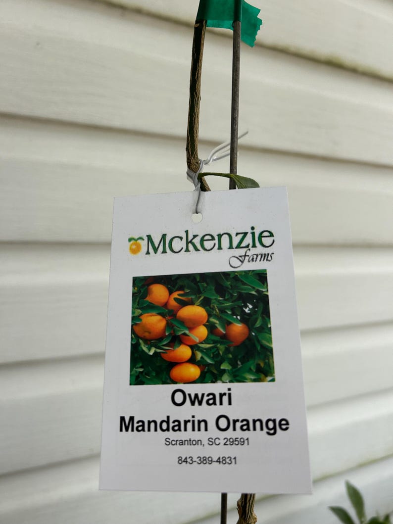 May include: A tag from McKenzie Farms displays a photo of ripe Owari Mandarin Oranges. The tag is attached to a young plant with a green tag at the top. The tag also includes the farm's name and contact information.