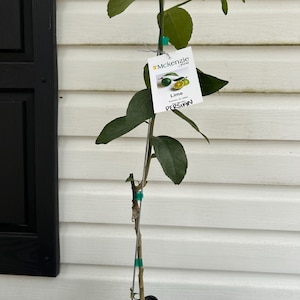 One gallon Persian Lime Tree