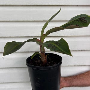 Dwarf Cavendish Banana
