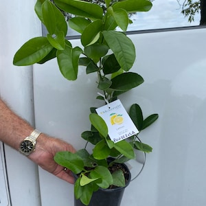 Ponderosa Lemon Tree