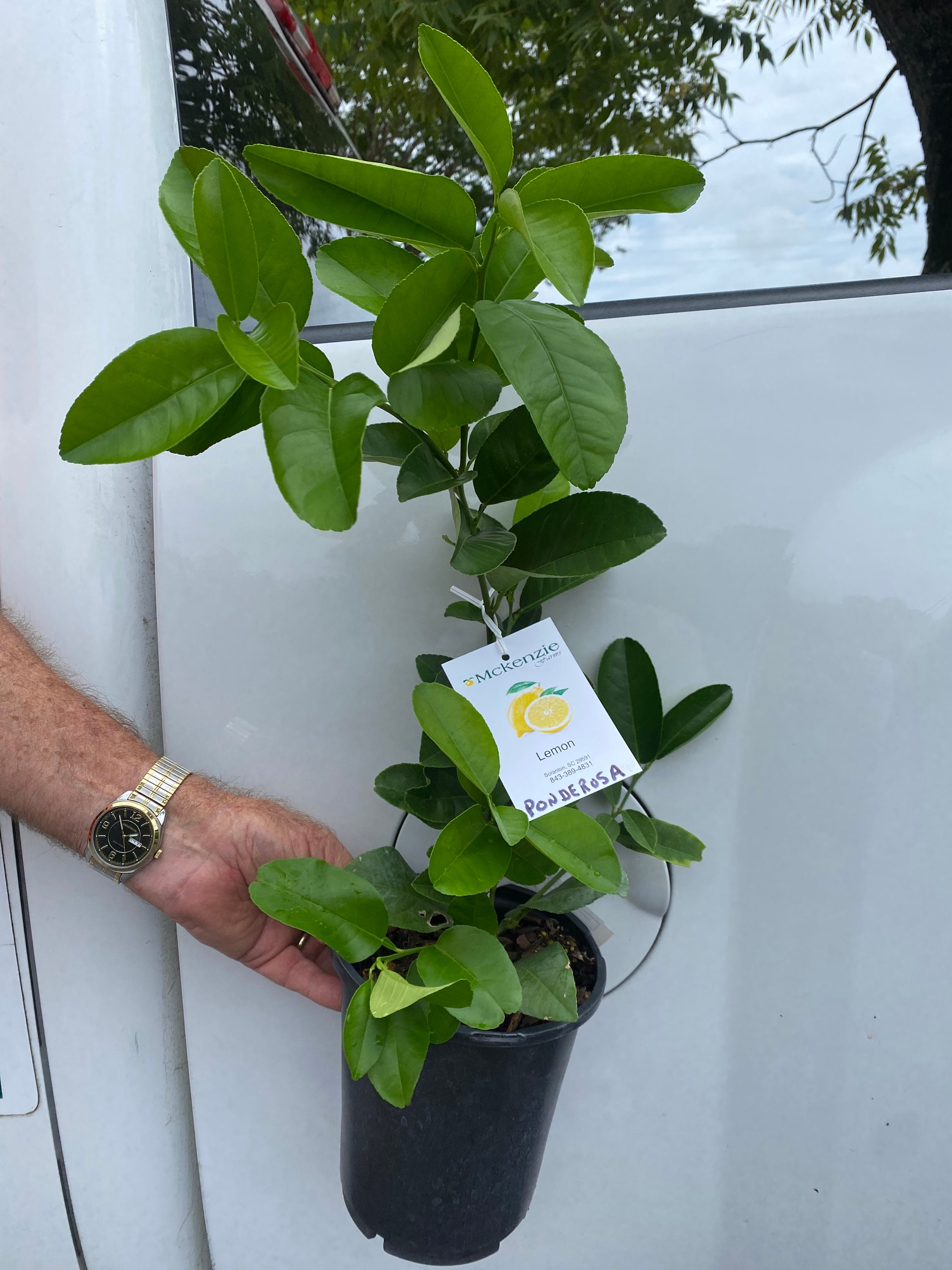 Ponderosa Lemon Tree