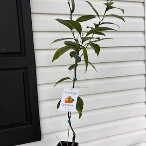 Un galón de árbol de mandarina Changsha