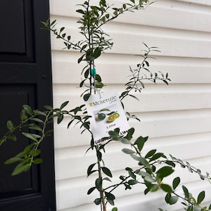 May include: A young lime tree with thin, woody stems and small, dark green leaves. A white rectangular plant tag is attached to the central stem, featuring the text Mckenzie, an illustration of limes, and the words Lime and Giant Lime.