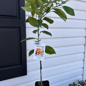 One Gallon Moro Blood Orange Tree