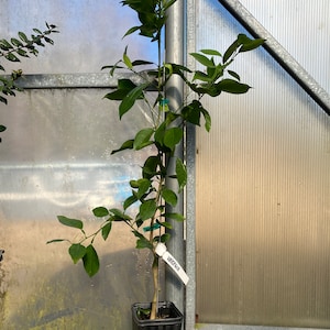 May include: A small green citrus tree in a black pot with a white tag that reads "Variegata". The tree is growing in a greenhouse.