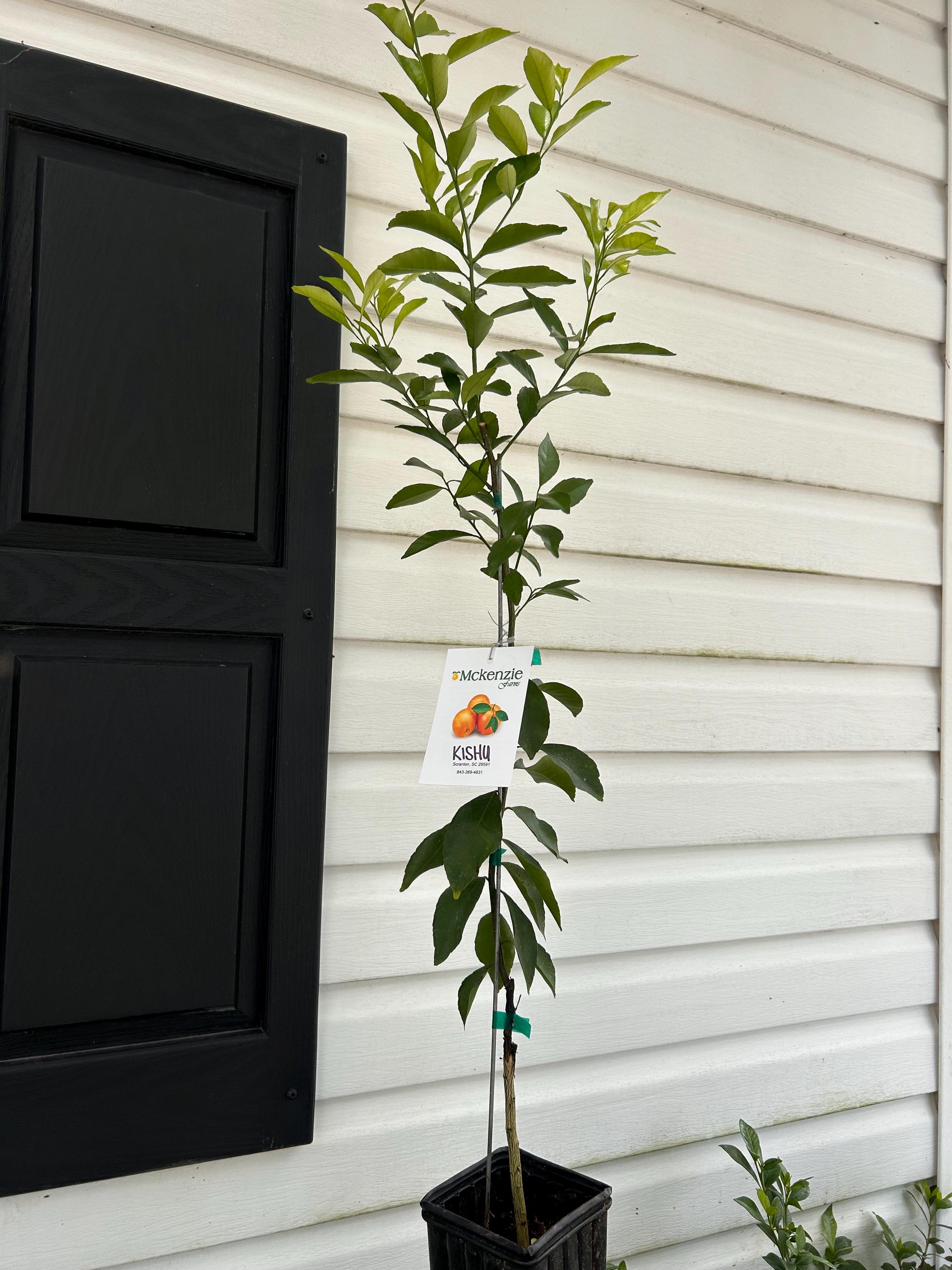 Seedless Kishu Mandarin - Etsy