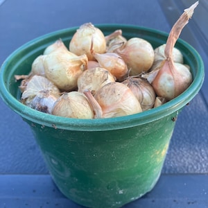 Vidalia Type Sweet Onion Bulbs