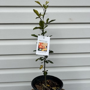 May include: A small citrus fruit tree in a dark green pot. The tree has green leaves and a tag that reads "McKenzie Citrus Fruit Tree" with images of oranges. The pot sits on a wooden surface against a white siding background.