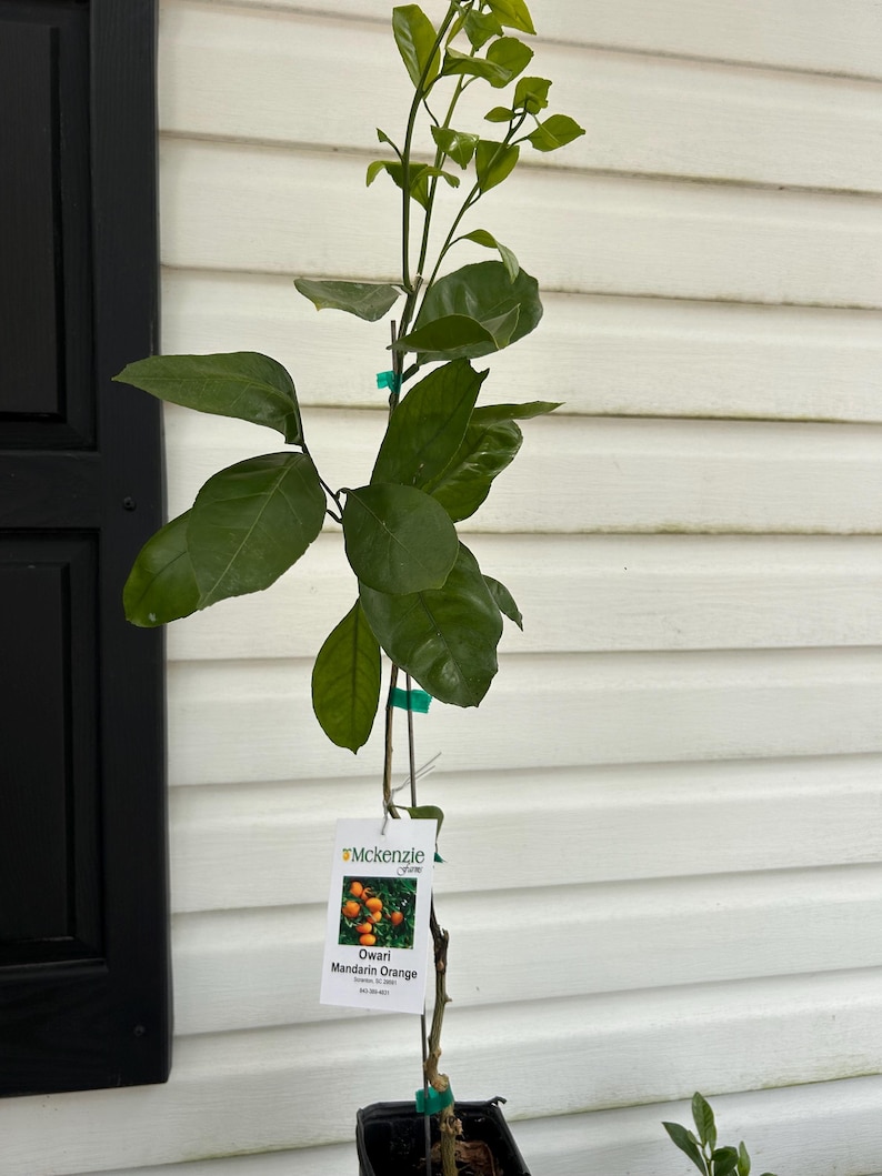 May include: A young Owari Mandarin Orange tree in a black pot. The tree has vibrant green leaves and a tag with a picture of oranges. The tree is against a white siding background, with a black door frame on the left.