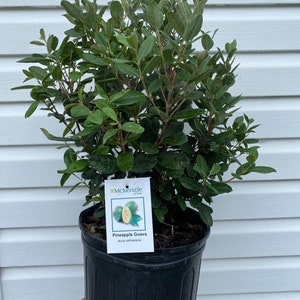 Pineapple Guava (feijoa)
