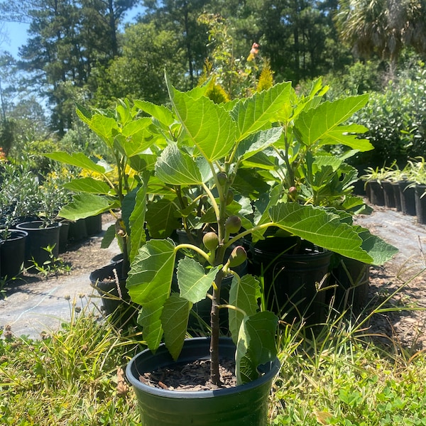 Brown Turkey Fig Tree