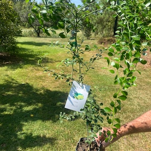 Australian Finger Lime