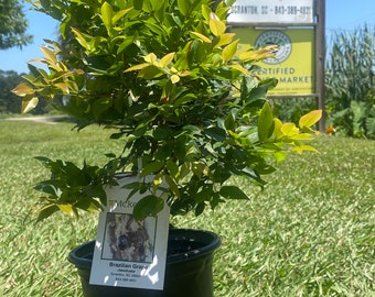 Brazilian Grape Tree (Jaboticaba)