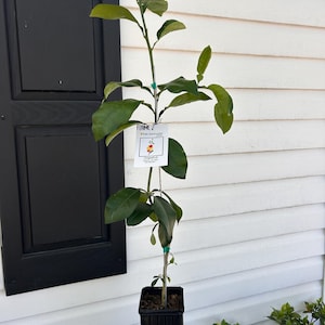 May include: A small green citrus tree in a black pot with a tag that reads "FLAME McKenzie Grapefruit".