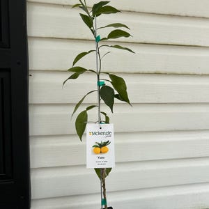 Yuzu Lemon Tree