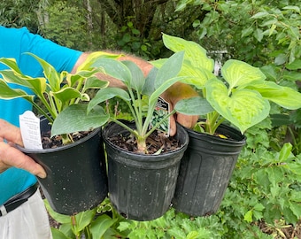 3 assorted hosta’s