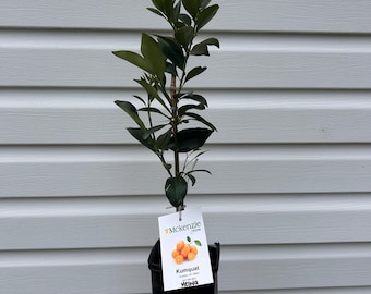 Meiwa Sweet Kumquat