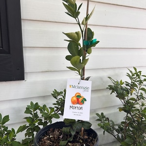 May include: A young Morton citrus tree in a black plastic nursery pot with a wooden support stake. A white rectangular tag attached to the stem features the text Mckenzie Farms, an illustration of three oranges, and the word Morton.