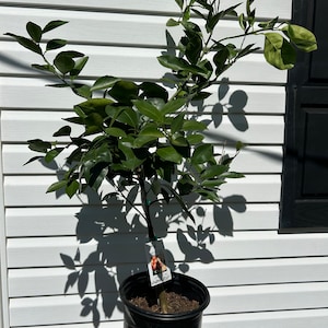 Op de afbeelding: Een kleine citrusboom in een zwarte pot met levendige groene bladeren. De boom heeft een label met de naam "Meyer Lemon" en een afbeelding van citroenen. De boom staat op een houten oppervlak tegen een witte gevel.