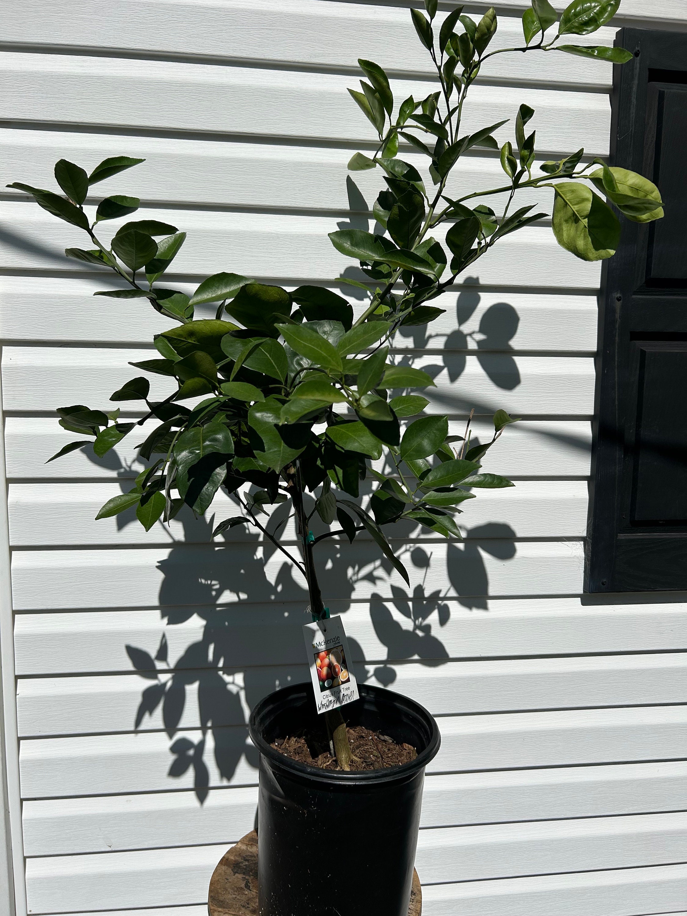3 Gal. Bearing Size Washington Navel Orange Tree